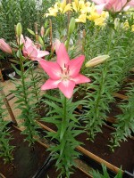 [4027 Arbatax No01.JPG]